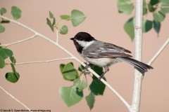 Black-capped Chickadee