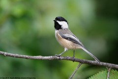 Black-capped Chickadee