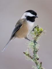 Black-capped Chickadee