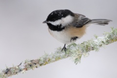 Black-capped Chickadee