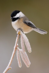 Black-capped Chickadee