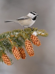 Mountain Chickadee