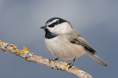 Mountain Chickadee