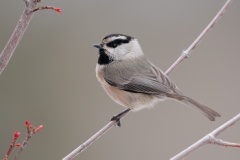 Mountain Chickadee