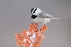 Mountain Chickadee