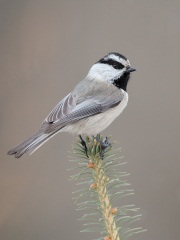 Mountain Chickadee