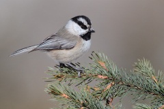 Mountain Chickadee