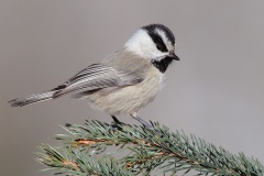 Mountain Chickadee