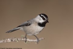 Mountain Chickadee