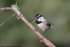 Mountain Chickadee