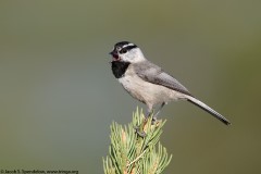 Mountain Chickadee