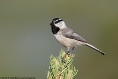 Mountain Chickadee