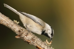 Mountain Chickadee