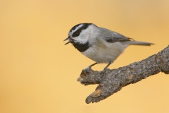 Mountain Chickadee