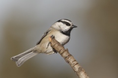 Mountain Chickadee