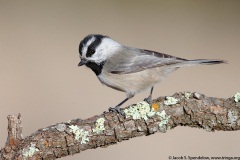 Mountain Chickadee