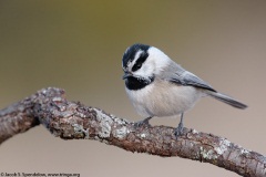 Mountain Chickadee