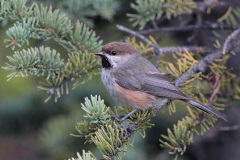 Boreal Chickadee