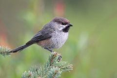 Boreal Chickadee