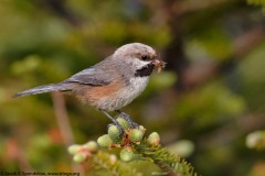 Boreal Chickadee