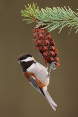 Chestnut-backed Chickadee