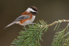 Chestnut-backed Chickadee