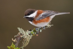 Chestnut-backed Chickadee