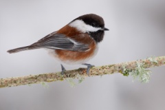 Chestnut-backed Chickadee