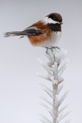 Chestnut-backed Chickadee