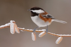 Chestnut-backed Chickadee