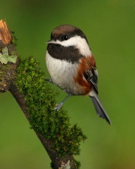 Chestnut-backed Chickadee