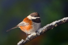 Chestnut-backed Chickadee