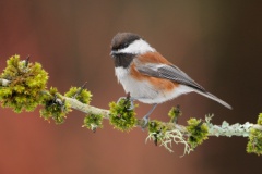 Chestnut-backed Chickadee