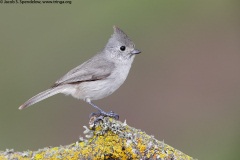 Oak Titmouse