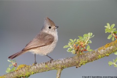 Oak Titmouse