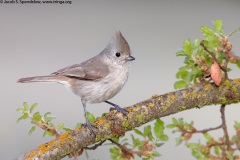 Oak Titmouse