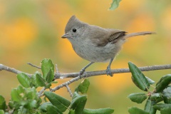 Oak Titmouse