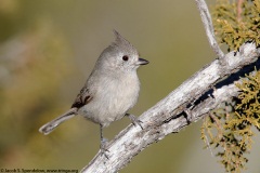 Juniper Titmouse