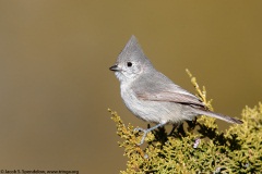 Juniper Titmouse