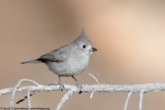 Juniper Titmouse