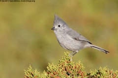 Juniper Titmouse