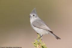 Juniper Titmouse