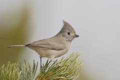 Juniper Titmouse