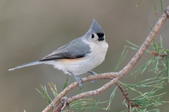 Tufted Titmouse