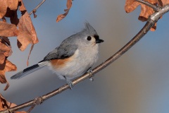 Tufted Titmouse