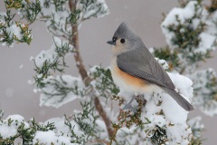 Tufted Titmouse