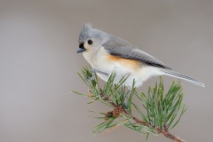 Tufted Titmouse