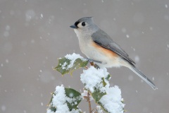 Tufted Titmouse