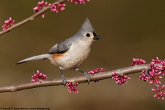 Tufted Titmouse