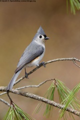 Tufted Titmouse